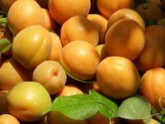 杏子的功效与作用及禁忌,杏子营养价值