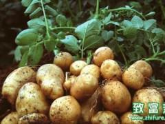 土豆的营养价值和作用,女人吃土豆的好处