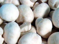 双孢菇种植利润分析,工厂化双孢菇菇房一平米能