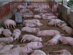 养猪技术与经营管理