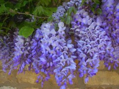 紫藤盆景怎么制作,紫藤盆栽怎么造型好看
