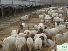 羊群繁殖管理技术措施