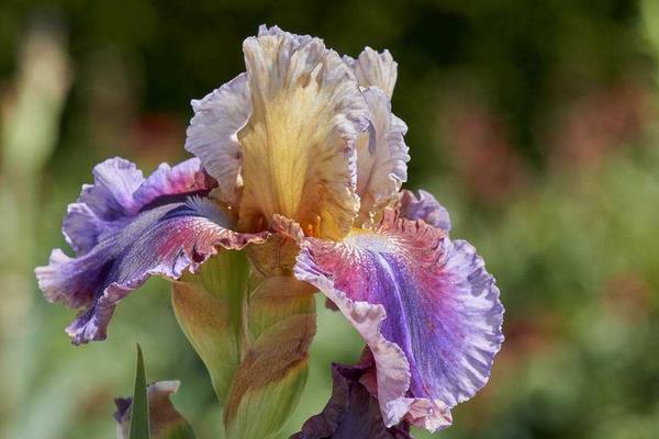 唐菖蒲图片大全 唐菖蒲花语及寓意 唐菖蒲有哪些品种