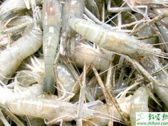 稻田河虾高效养殖技术