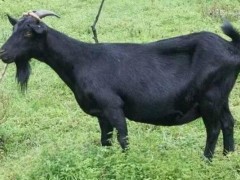 黑山羊羊苗市场价格多少钱一只,黑山羊有哪些品