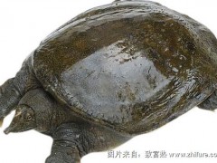 仿野生甲鱼养殖方法