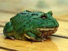 角蛙市场价格多少钱一只,角蛙可以两只一起养吗
