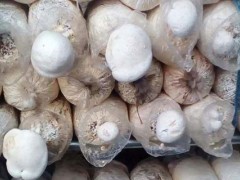 白灵菇高产栽培技术,白灵菇种植技术