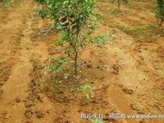 柑桔幼树管理技术
