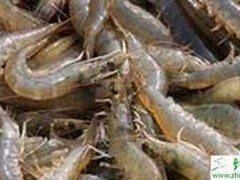春季青虾养殖的注意事项