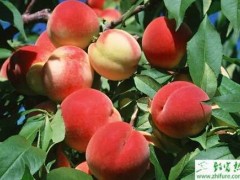 种桃树侵染性流胶病的防治