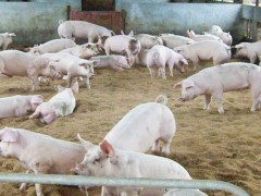养猪发酵床怎么做