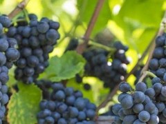 黑宝石葡萄价格多少钱一斤