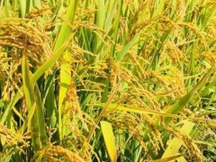 懒人稻种子市场价格多少钱一斤,懒人稻种子哪里