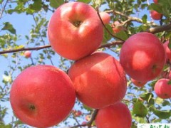 幼龄苹果树秋季如何管理