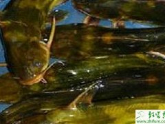 池塘培育黄颡鱼鱼种的经验