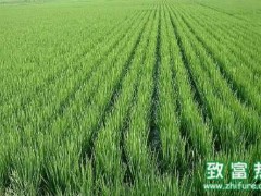 2017种水稻赚钱吗?2017水稻种植前景及市场价格行