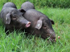黑猪图片大全,中国十大黑猪品种是哪些,什么品种