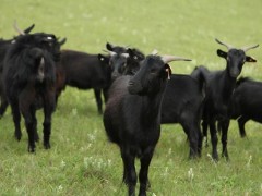 养30只黑山羊要多少钱,黑山羊养殖前景及利润怎