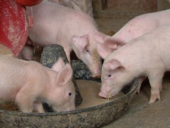 养猪的基本知识,三个基本成长阶段需做好科学喂