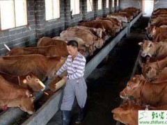养殖肉牛母牛标准化饲养管理技术