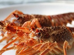 澳洲大龙虾中国能养殖吗,澳洲大龙虾的养殖技术
