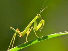 十大有益昆虫介绍,节肢动物和昆虫的区别是什么
