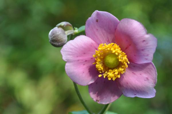 打破碗花怎么养 打破碗花种植方法与注意事项