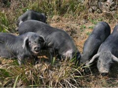 黑猪肉市场价格多少钱一斤,黑猪的养殖技术