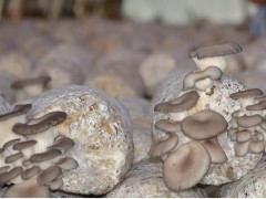 平菇高产种植技术,自己在家怎么种平菇
