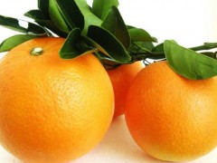 纽荷尔脐橙市场价格多少钱一斤,纽荷尔脐橙怎么
