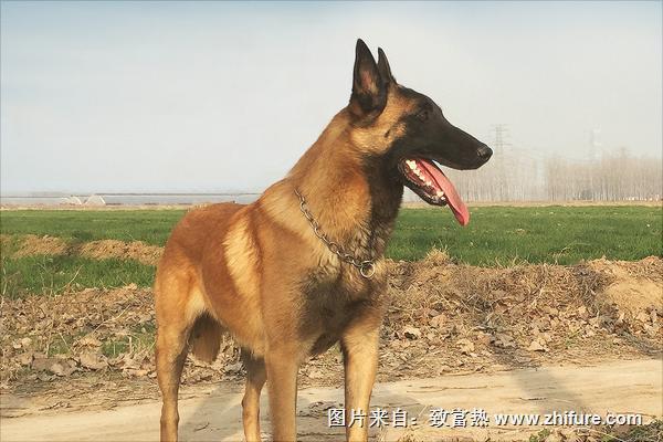 马犬训练方法<a href=https://www.dadasou.com/news/142050.html target=_blank class=infotextkey>视频</a>