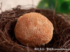 2018种猴头菇赚钱吗?猴头菇种植的利润与投资成本