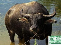 水牛的养殖技术和饲养管理