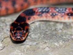 红斑蛇市场价格多少钱一斤,红斑蛇有毒吗