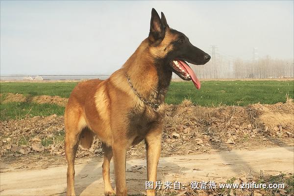 马犬图片大全