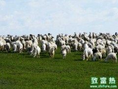 冬季如何管理羊群