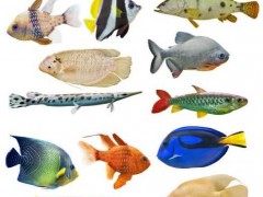 观赏鱼种类大全,海水型、热带、小型观赏鱼名字