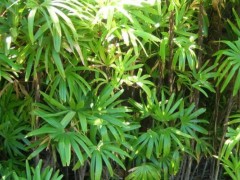 棕竹怎么养,棕竹养殖方法与注意事项