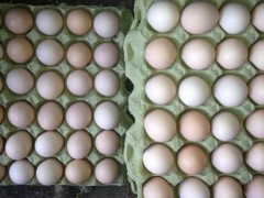 柴鸡蛋市场价格多少钱一斤,柴鸡蛋的功效作用