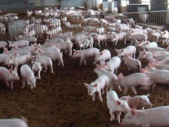 养猪场投资预算清单,小型养殖场需投资15至20万