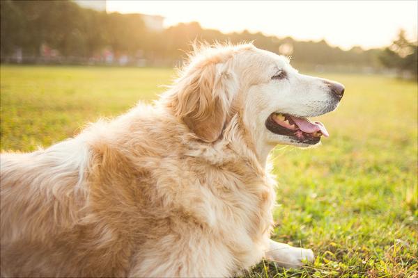 金毛犬图片大全