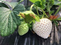 白草莓市场价格多少钱一斤,菠萝莓和白草莓的区