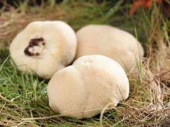 猴头菇种植技术,猴头菇长在什么地方