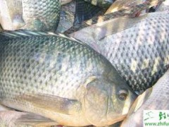 健康养殖罗非鱼如何处理日常消毒