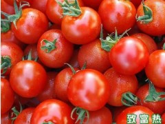 ,2016种西红柿赚钱吗?2016西红柿种植前景及市场价