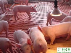 冬季保育猪的饲养管理