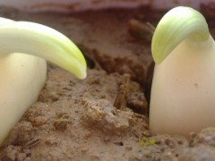 大蒜催芽的四种方法,在家也可以轻松种大蒜