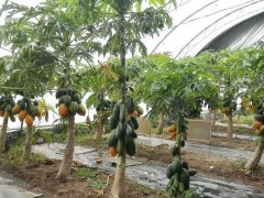 番木瓜怎么种,番木瓜种植方法与注意事项