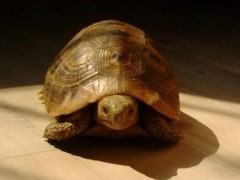缅甸陆龟市场价格多少钱一只,缅甸陆龟有灵性吗